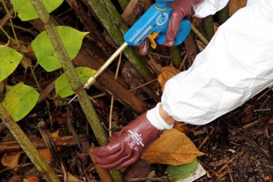 Unscientific advice putting UK at risk from Japanese Knotweed