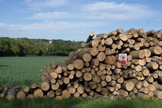Tree Protection Legislation – managing trees and woodlands