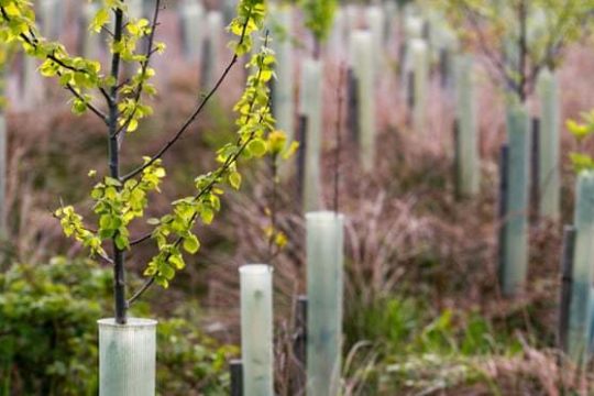Tree planting in UK ‘must double to tackle climate change’